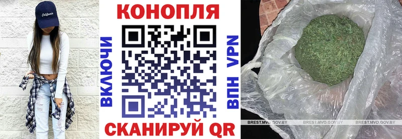 Конопля гибрид Новая Ладога